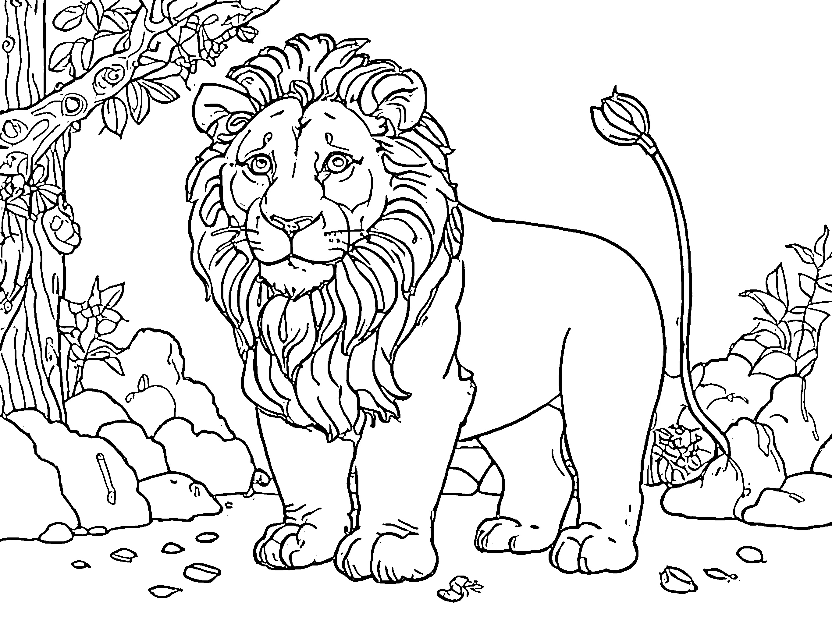gambar singa Lion 1